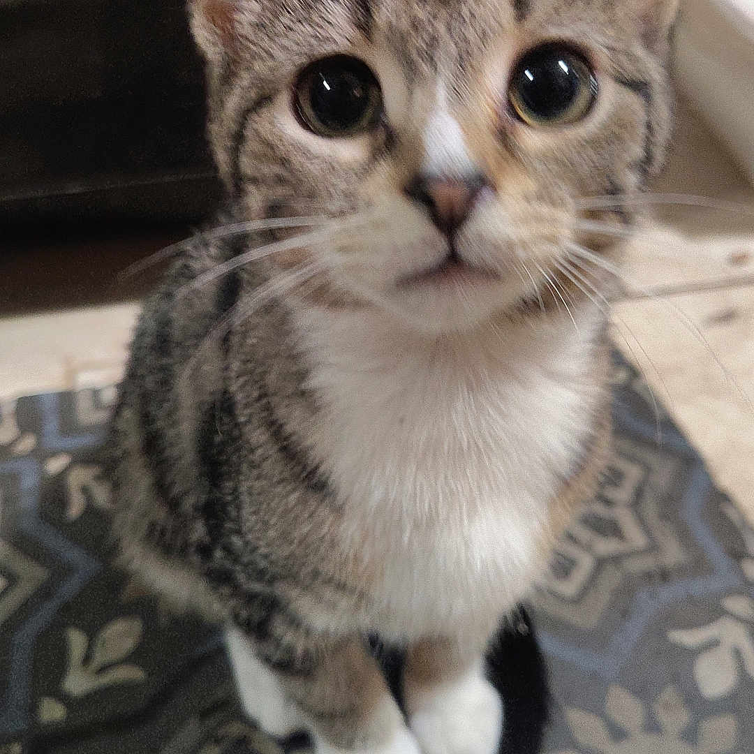 Millie joined the competition — help win amazing prizes! cat, kitten, pet, animal, tabby, white_paws, floor, patterned_floor, indoor, cute, whiskers, ears, fur, sitting, looking_up, small, domestic_cat, young_cat, closeup, curious