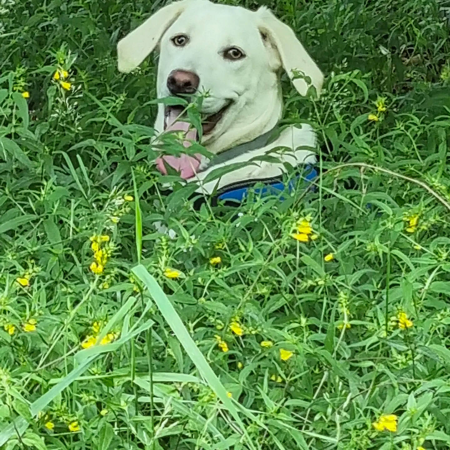 Steffy a rejoint le concours — aidez-le/la à gagner de superbes lots ! carnivore, companion_dog, dog, dog_breed, fawn, flower, flowering_plant, grass, grass_family, grassland, groundcover, herbaceous_plant, hybrid_clover, lawn, leaf, meadow, people_in_nature, plant, prairie, shrub