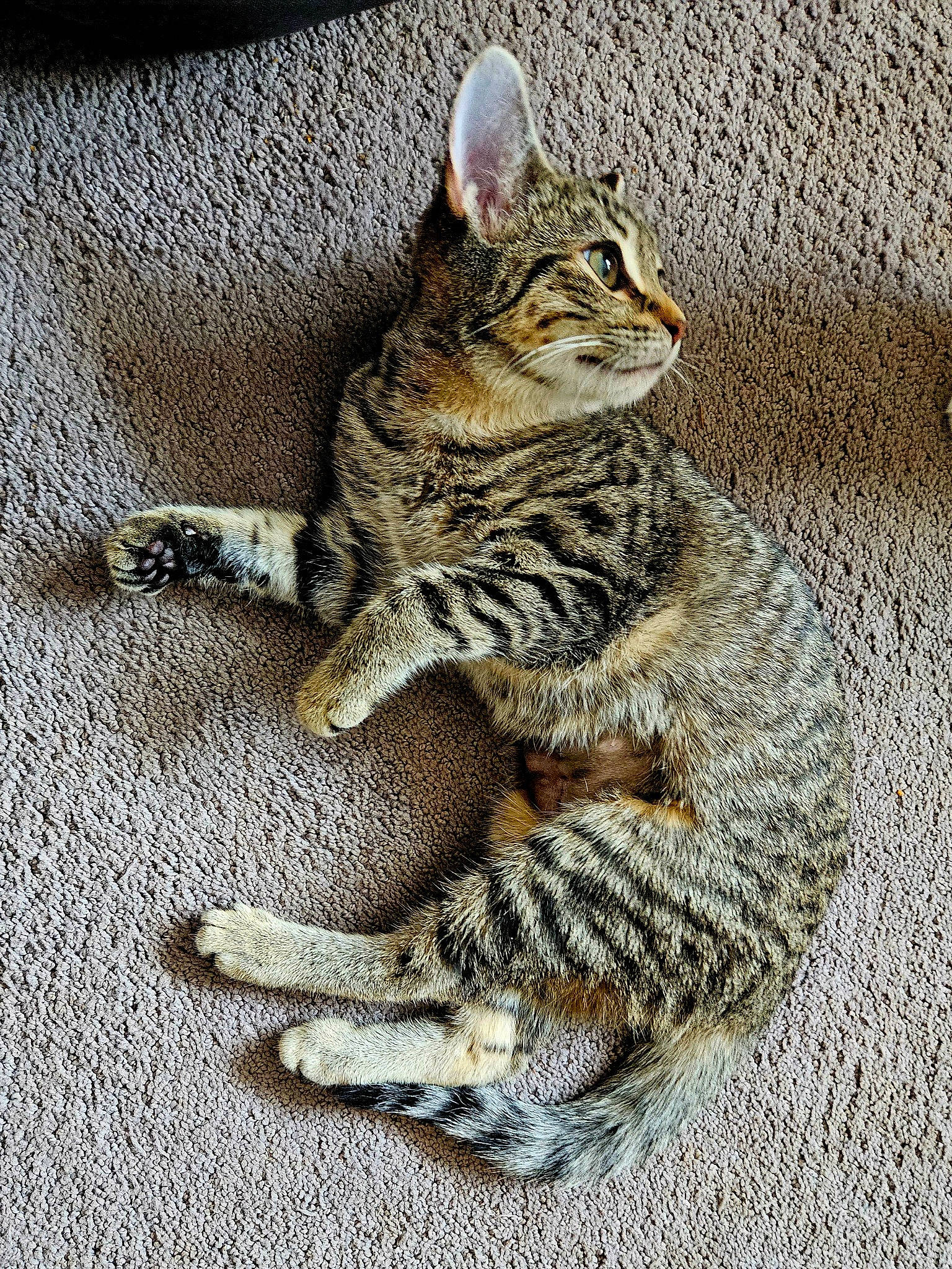 Betsy joined the competition — help win amazing prizes! carnivore, cat, claw, domestic_short_haired_cat, felidae, foot, fur, paw, sitting, small_to_medium_sized_cats, snout, tail, terrestrial_animal, whiskers, wildlife