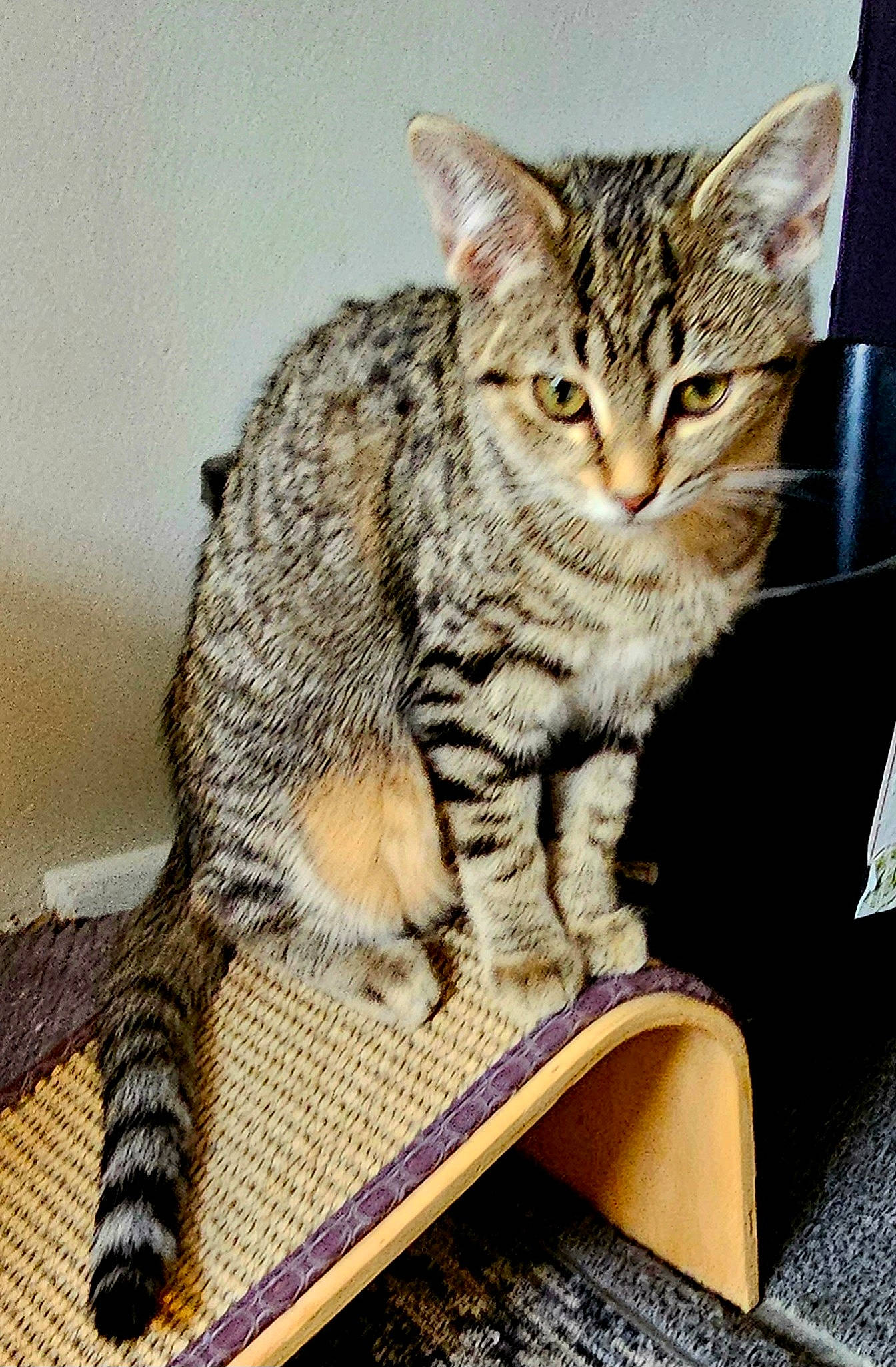 Betsy joined the competition — help win amazing prizes! carnivore, cat, claw, domestic_short_haired_cat, felidae, fur, paw, sitting, small_to_medium_sized_cats, snout, tail, terrestrial_animal, whiskers, wildlife