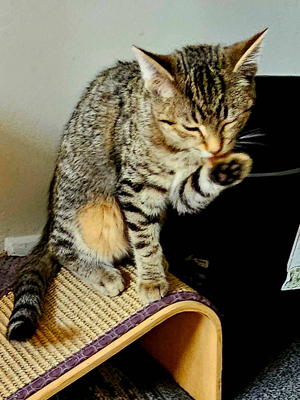 Betsy is registered to the contest to win money with this photo: art, carnivore, cat, claw, domestic_short_haired_cat, eye, felidae, fur, paw, sitting, small_to_medium_sized_cats, snout, tail, terrestrial_animal, whiskers, wildlife, wood