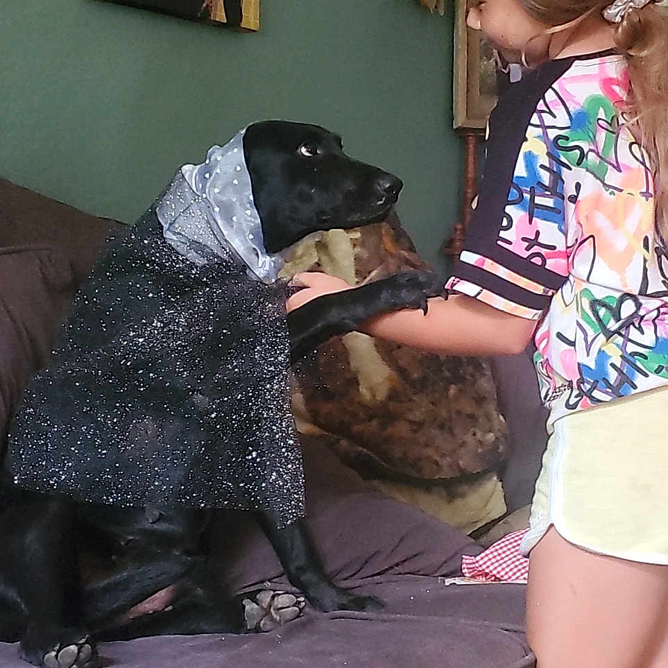 Jolene joined the competition — help win amazing prizes! art, canidae, carnivore, comfort, companion_dog, couch, dog, dog_breed, event, fawn, human_leg, mammal, pattern, picture_frame, room, sitting, sporting_group, thigh, vertebrate, working_animal