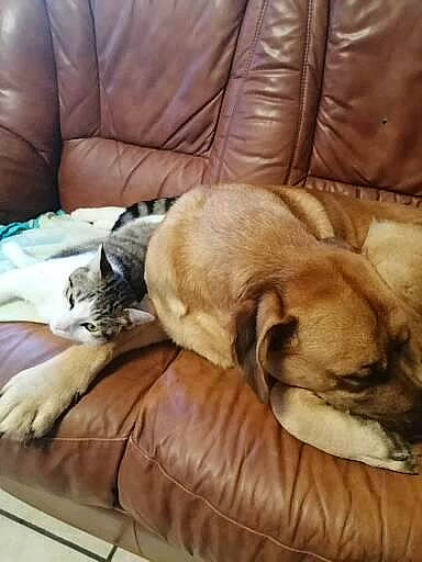 Sacha a rejoint le concours — aidez-le/la à gagner de superbes lots ! bored, carnivore, cat, comfort, companion_dog, couch, dog, dog_breed, fawn, felidae, fur, furniture, hardwood, mammal, toy_dog, vertebrate, whiskers, wood, working_animal, wrinkle