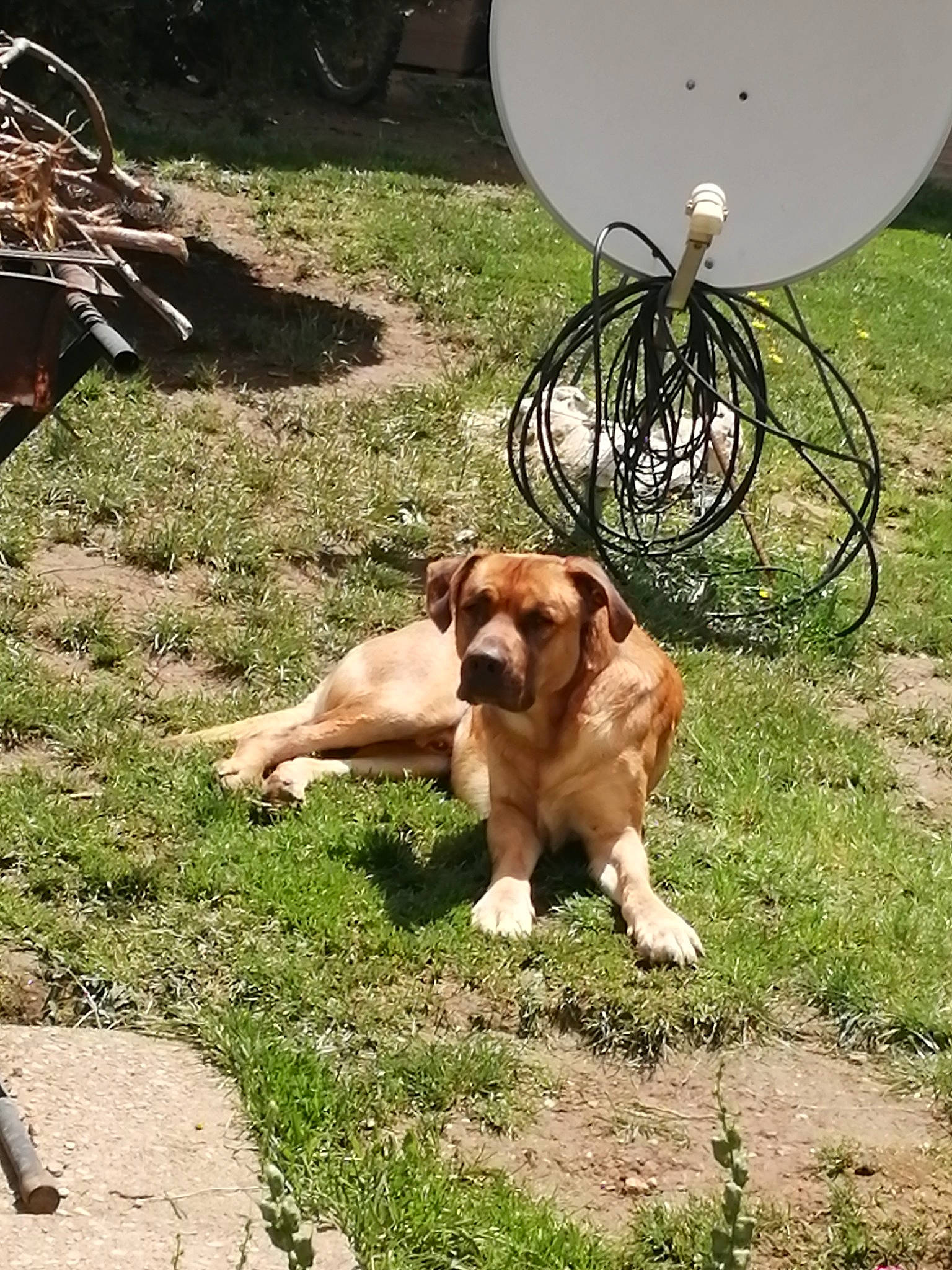 Kinai a rejoint le concours — aidez-le/la à gagner de superbes lots ! carnivore, chair, companion_dog, dog, dog_breed, fawn, gas, grass, landscape, mechanical_fan, outdoor_furniture, plant, soil, sporting_group, tail, tire, wheel, working_animal, wrinkle, yard