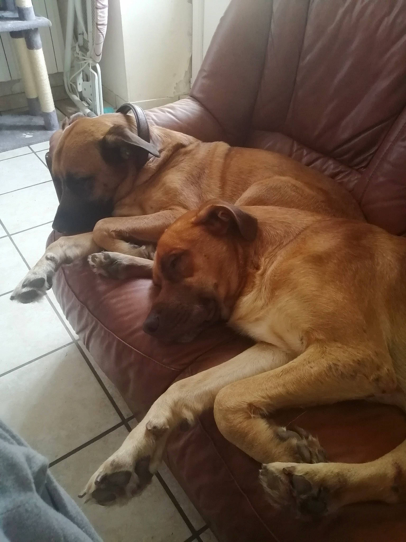 Kinai a rejoint le concours — aidez-le/la à gagner de superbes lots ! canidae, carnivore, chair, comfort, companion_dog, dog, dog_breed, fawn, flooring, furniture, guard_dog, hardwood, liver, nap, sleeper_chair, snout, sporting_group, tail, wood, working_animal