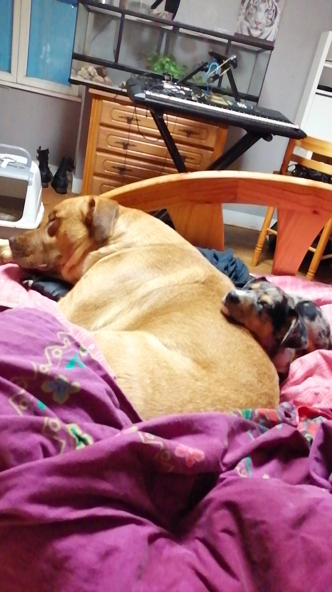 Kinai a rejoint le concours — aidez-le/la à gagner de superbes lots ! canidae, carnivore, chair, comfort, companion_dog, dog, dog_breed, fawn, flooring, fur, hardwood, linens, liver, nap, picture_frame, room, sporting_group, toy_dog, wood, working_animal