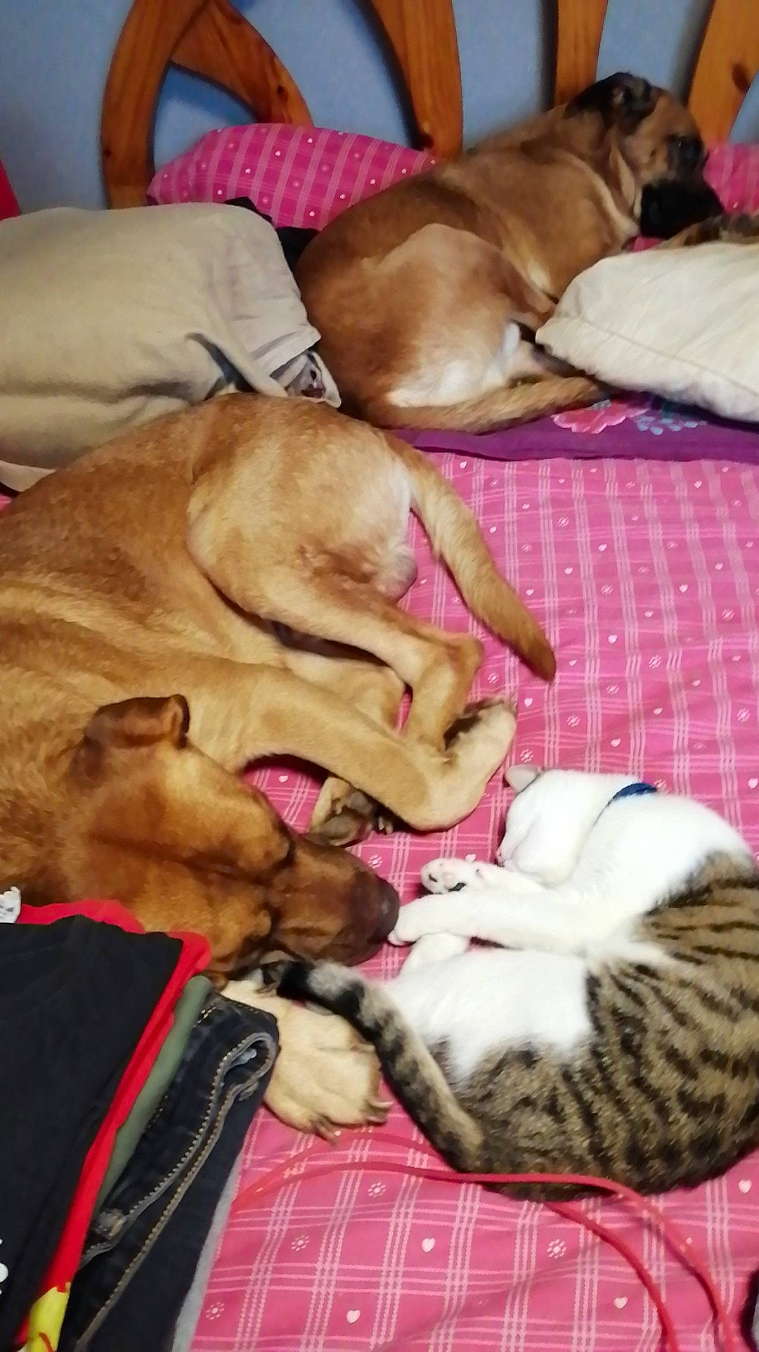 Kinai participe au concours pour gagner de l'argent avec cette photo : carnivore, cat, comfort, companion_dog, dog, dog_breed, dog_supply, domestic_short_haired_cat, fawn, felidae, fur, linens, mammal, nap, paw, small_to_medium_sized_cats, sporting_group, whiskers, working_animal, wrinkle