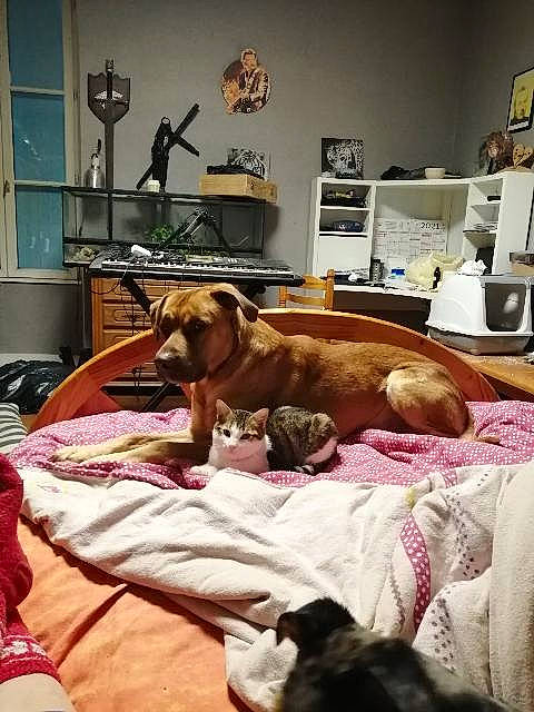 Kinai participe au concours pour gagner de l'argent avec cette photo : art, bed, carnivore, chair, comfort, companion_dog, dog, dog_breed, fawn, flooring, fur, hardwood, linens, liver, non_sporting_group, picture_frame, room, sporting_group, wood, working_animal