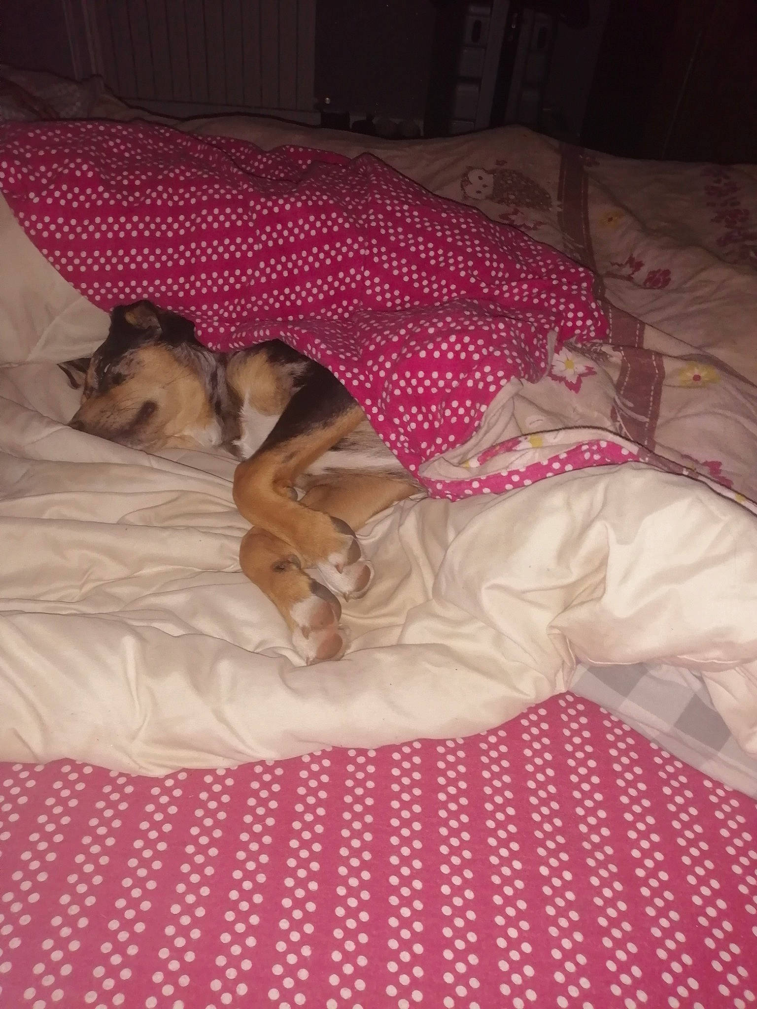 Nala a rejoint le concours — aidez-le/la à gagner de superbes lots ! bed, bedding, bedroom, canidae, carnivore, comfort, companion_dog, dog, dog_breed, fawn, flooring, linens, magenta, pattern, pink, plaid, room, sporting_group, tartan, textile