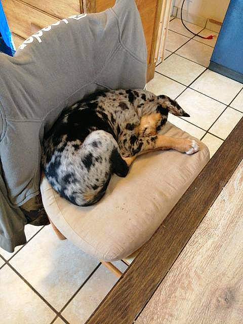 Nala a rejoint le concours — aidez-le/la à gagner de superbes lots ! canidae, carnivore, comfort, companion_dog, couch, dog, dog_breed, dog_supply, fawn, floor, flooring, fur, hardwood, koolie, snout, terrestrial_animal, wood, wood_flooring, wood_stain, working_animal