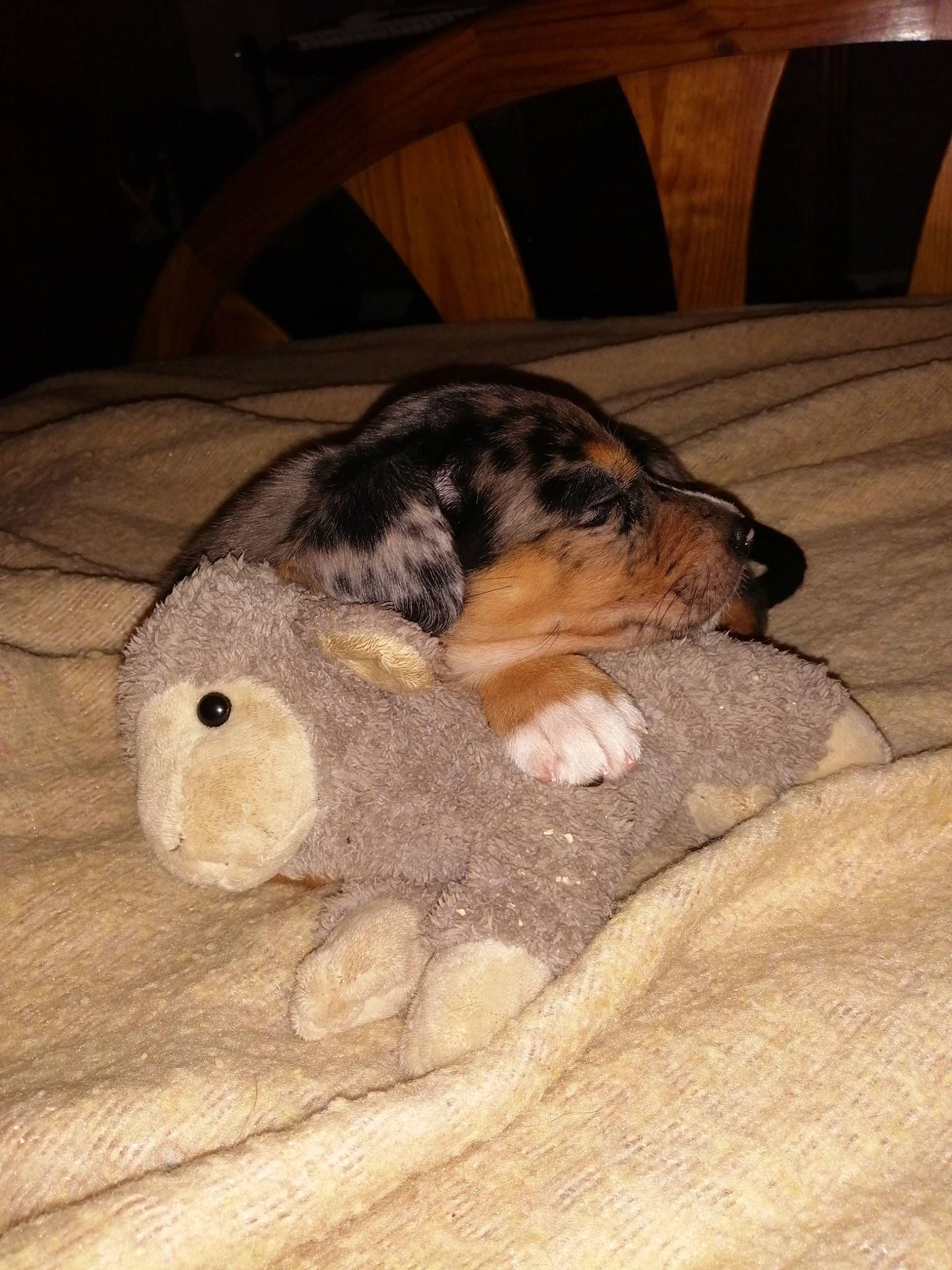 Nala a rejoint le concours — aidez-le/la à gagner de superbes lots ! carnivore, comfort, companion_dog, couch, dog, dog_breed, fawn, felidae, floor, flooring, hardwood, mammal, small_to_medium_sized_cats, snout, sporting_group, tail, toy, vertebrate, whiskers, wood