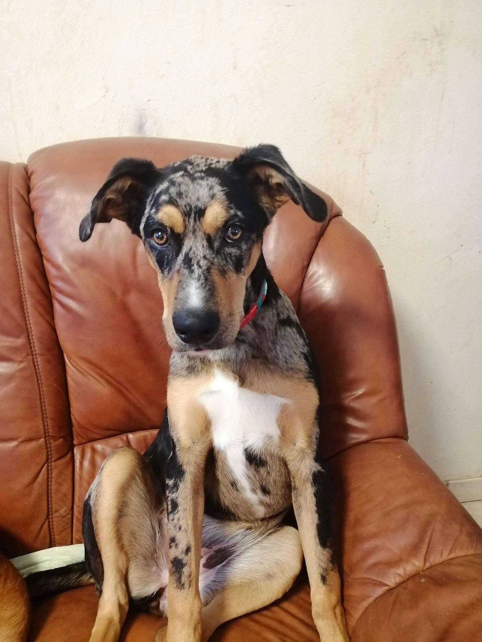 Nala participe au concours pour gagner de l'argent avec cette photo : bored, canidae, carnivore, comfort, companion_dog, couch, dog, dog_breed, fawn, fur, puppy, sitting, snout, sporting_group, terrestrial_animal, working_animal, working_dog