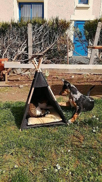 Nala participe au concours pour gagner de l'argent avec cette photo : _geese_and_swans, beak, bird, ducks, flightless_bird, grass, landscape, lawn, leisure, livestock, plant, roof, seabird, shade, tail, tree, triangle, waterfowl, window, wood
