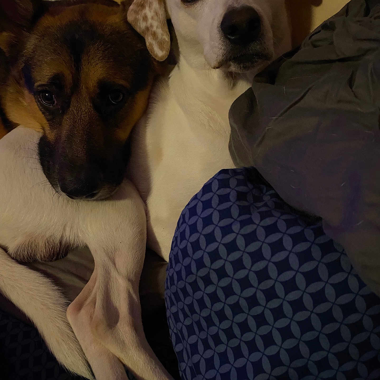 Chase And Gizmo is registered to the contest to win money with this photo: animal, bed, blanket, blue_pattern, brown_dog, close_up, comfort, companions, cute, dog, ears, friendship, fur, household, indoor, legs, pets, resting, snuggling, white_dog