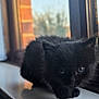 kitten, black_cat, window, windowsill, pet, feline, animal, indoor, cute, fur, whiskers, young, curious, closeup, soft_light, blurry_background, domestic_cat, small, adorable, portrait