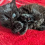 kitten, black_cat, blue_eyes, fluffy, paw, red_blanket, cute, pet, animal, fur, small, young, resting, cozy, indoor, adorable, lying_down, soft, feline, curious