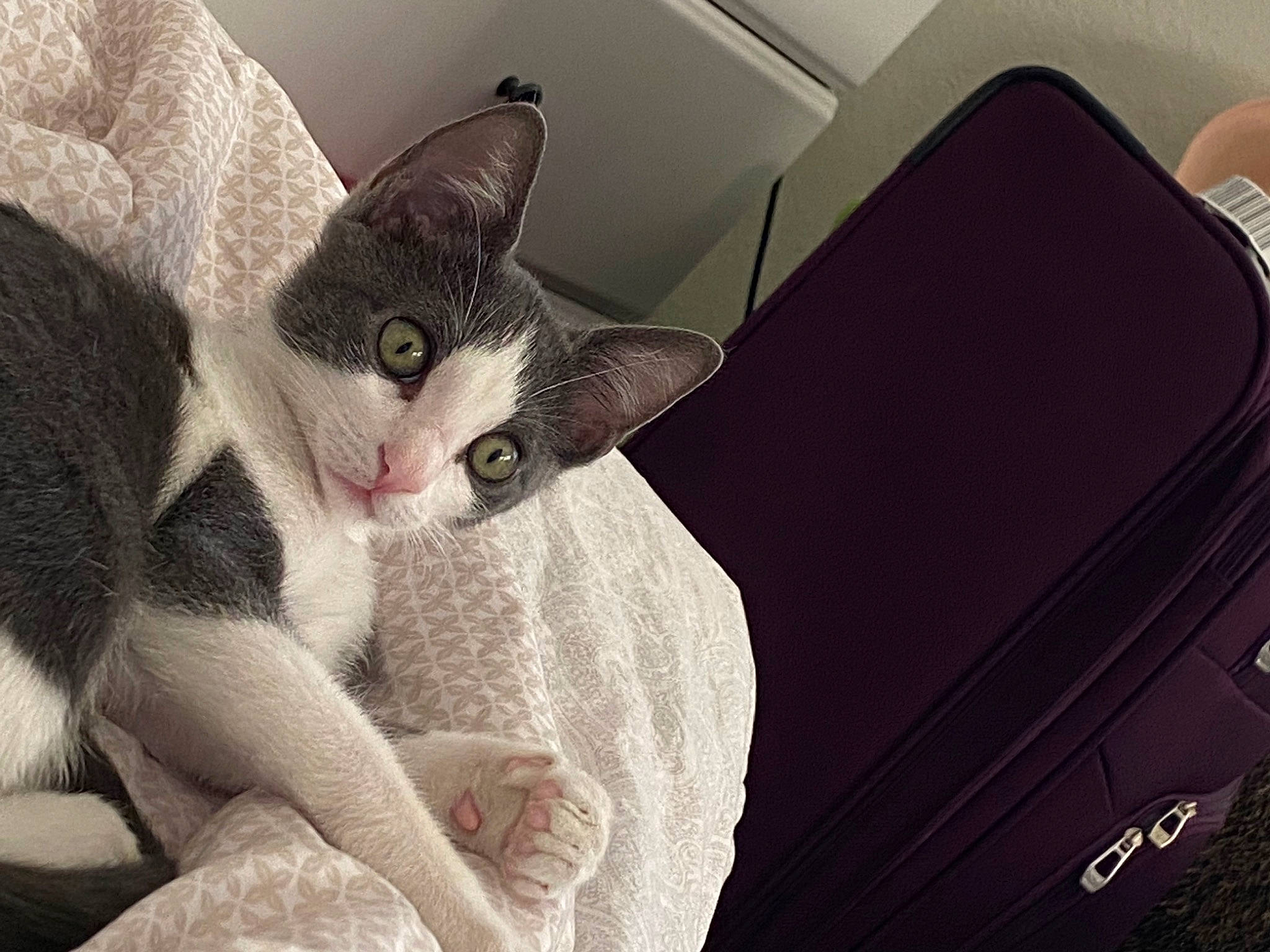 Tuna joined the competition — help win amazing prizes! baggage, box, cardboard, carnivore, cat, comfort, couch, domestic_short_haired_cat, ear, felidae, fur, grey, linens, paw, small_to_medium_sized_cats, snout, tail, vehicle_door, whiskers