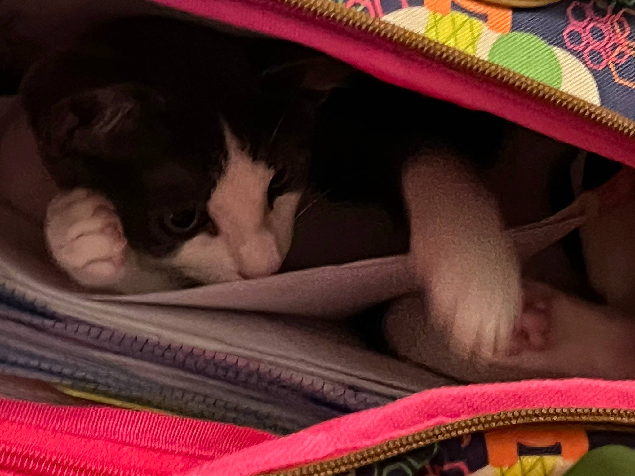 Tuna joined the competition — help win amazing prizes! basket, box, car_seat, carmine, carnivore, cat, cat_supply, child, comfort, domestic_short_haired_cat, fawn, felidae, fur, lap, linens, magenta, mammal, nap, small_to_medium_sized_cats, whiskers