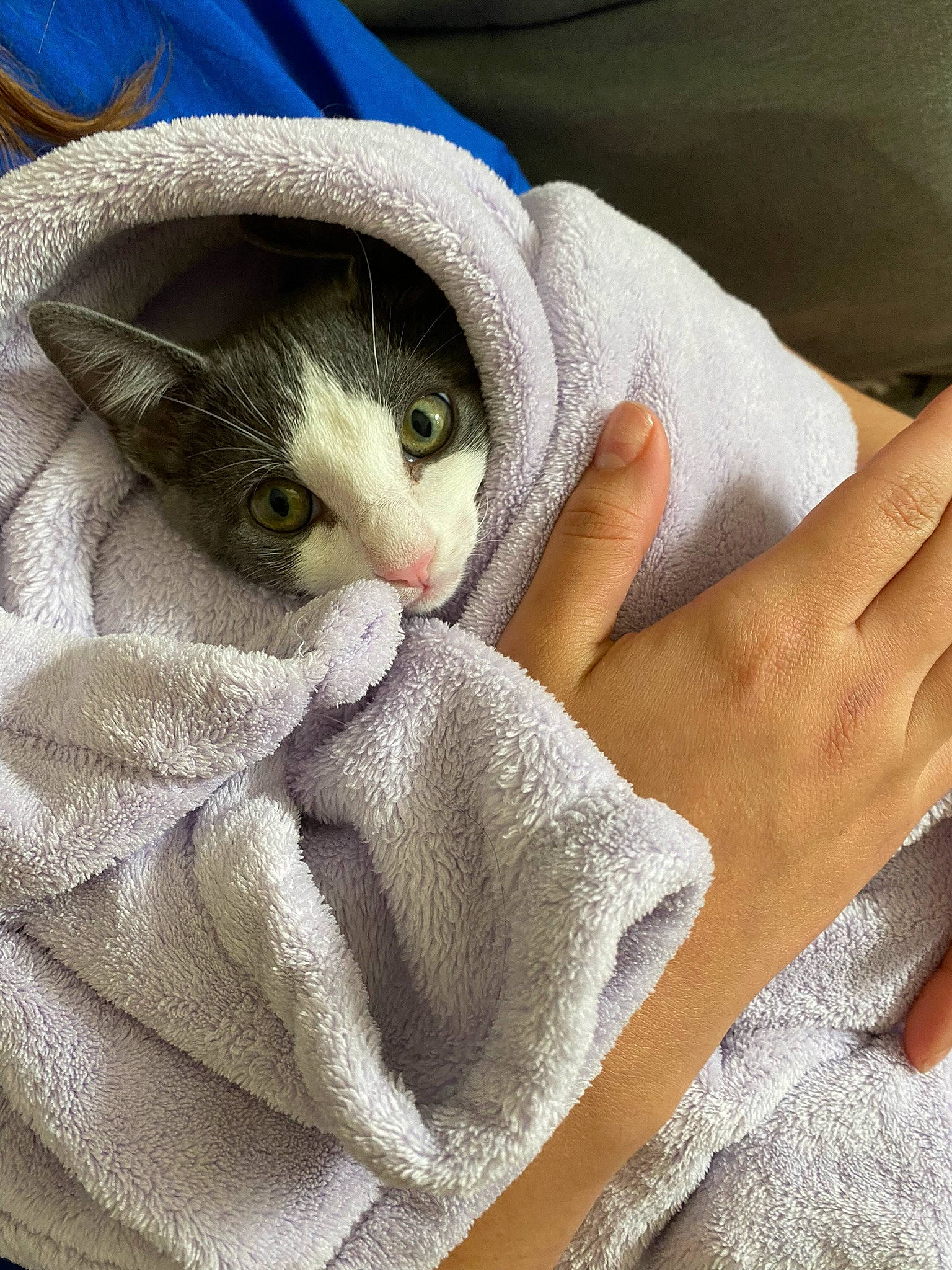 Tuna is registered to the contest to win money with this photo: bedding, blanket, carnivore, cat, comfort, domestic_short_haired_cat, felidae, finger, fur, gesture, linens, nail, nap, paw, sleeve, small_to_medium_sized_cats, thumb, whiskers, wool