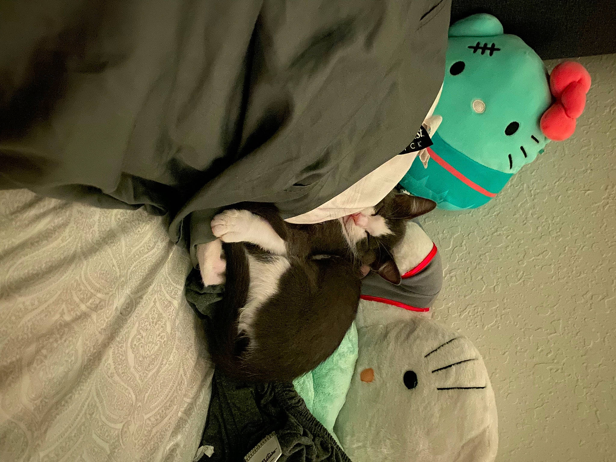 Tuna joined the competition — help win amazing prizes! carmine, fictional_character, fur, personal_protective_equipment, recreation, sleeve, stuffed_toy, textile, toy