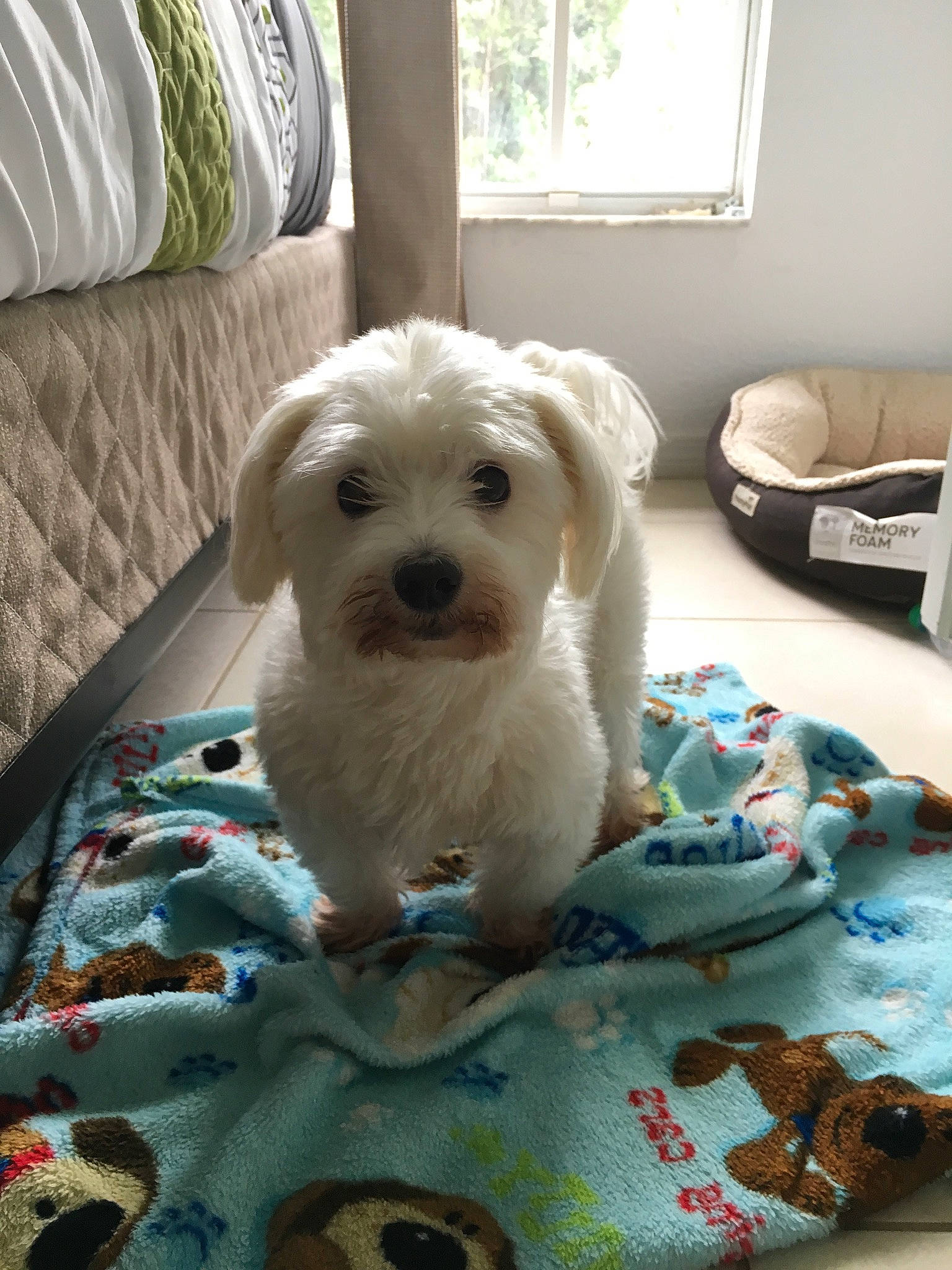 Bolt is registered to the contest to win money with this photo: canidae, carnivore, comfort, companion_dog, couch, dog, dog_breed, dog_supply, fawn, flooring, fur, linens, living_room, small_terrier, sporting_group, terrier, throw_pillow, toy_dog, window, working_animal