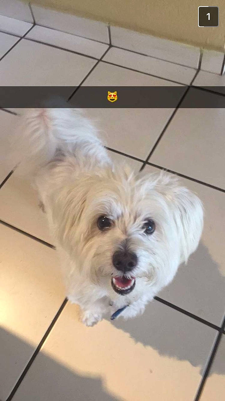 Bolt is registered to the contest to win money with this photo: canidae, carnivore, companion_dog, dog, dog_breed, dog_supply, floor, flooring, fur, hardwood, maltepoo, shih_poo, small_terrier, snout, sporting_group, terrier, toy_dog, wood, working_animal, yorkipoo