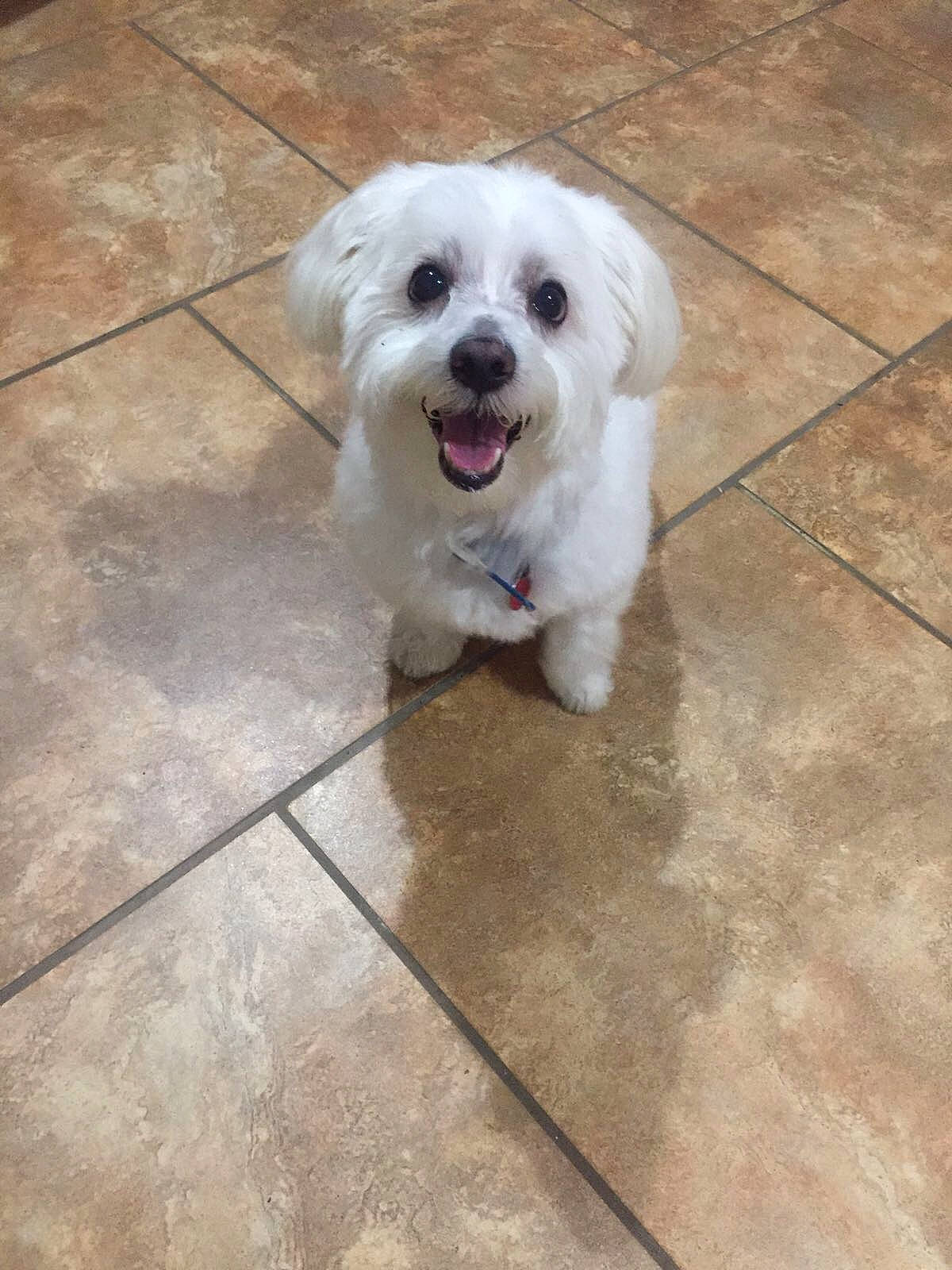 Bolt is registered to the contest to win money with this photo: carnivore, companion_dog, concrete, dog, dog_breed, dog_collar, dog_supply, floor, flooring, mal_shi, non_sporting_group, road_surface, small_terrier, tile_flooring, toy_dog, working_animal