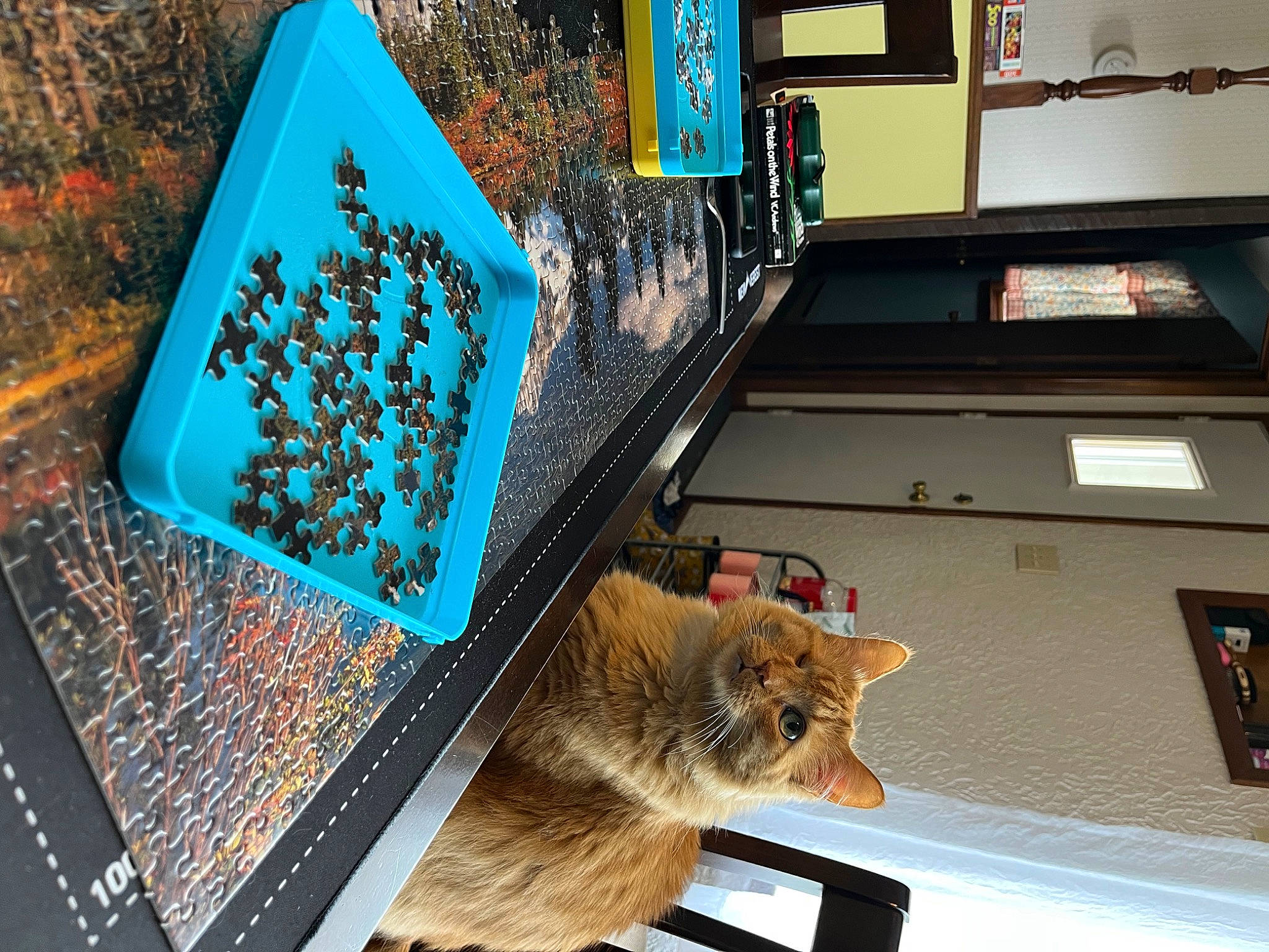 Pumpkin joined the competition — help win amazing prizes! art, carnivore, cat, domestic_short_haired_cat, electric_blue, felidae, font, fur, machine, pattern, photograph, rectangle, room, small_to_medium_sized_cats, snapshot, tail, visual_arts, whiskers, window, wood