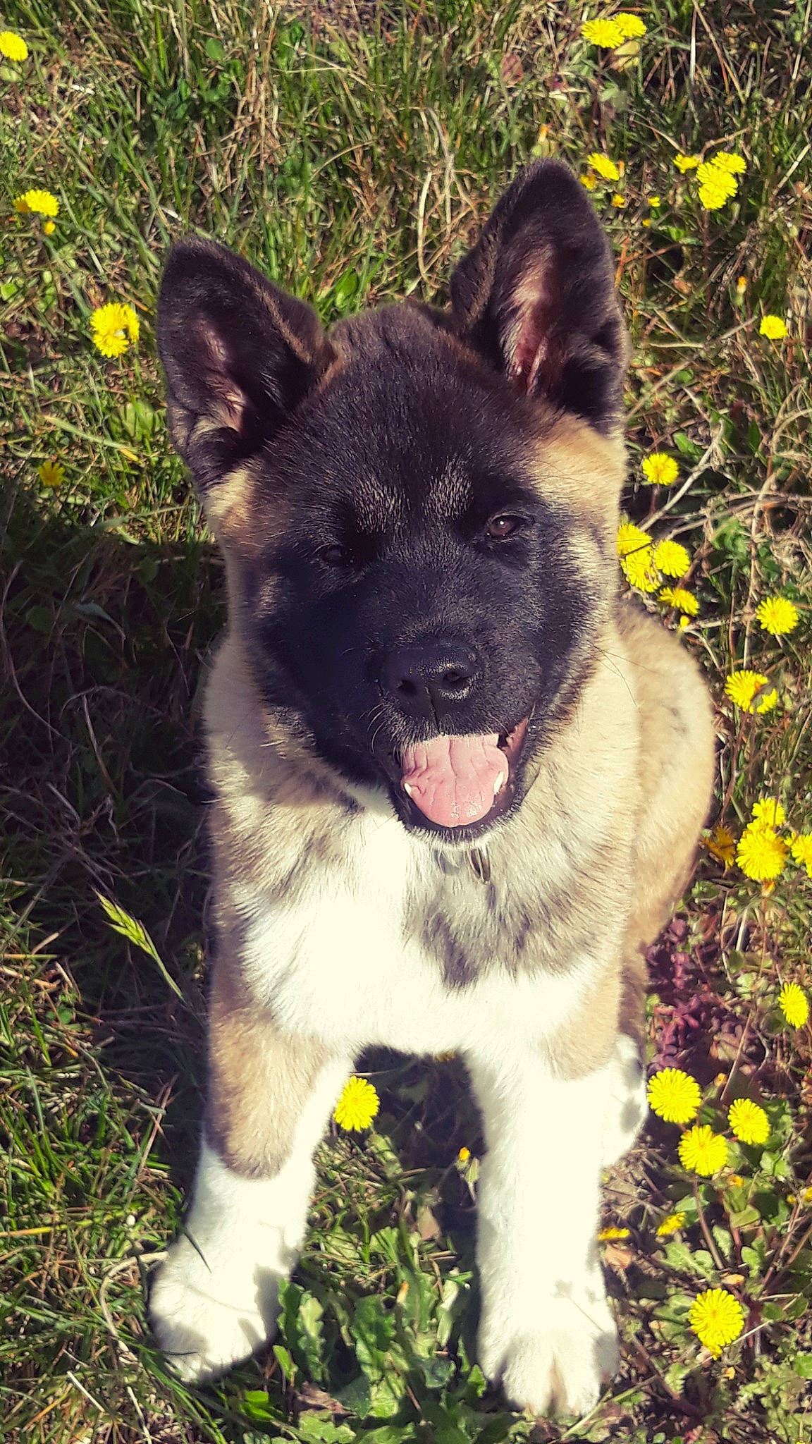 Kuma a rejoint le concours — aidez-le/la à gagner de superbes lots ! ancient_dog_breeds, canidae, carnivore, collar, companion_dog, dog, dog_breed, dog_collar, fang, fawn, flower, fur, grass, non_sporting_group, plant, snout, sporting_group, tail, whiskers, working_animal