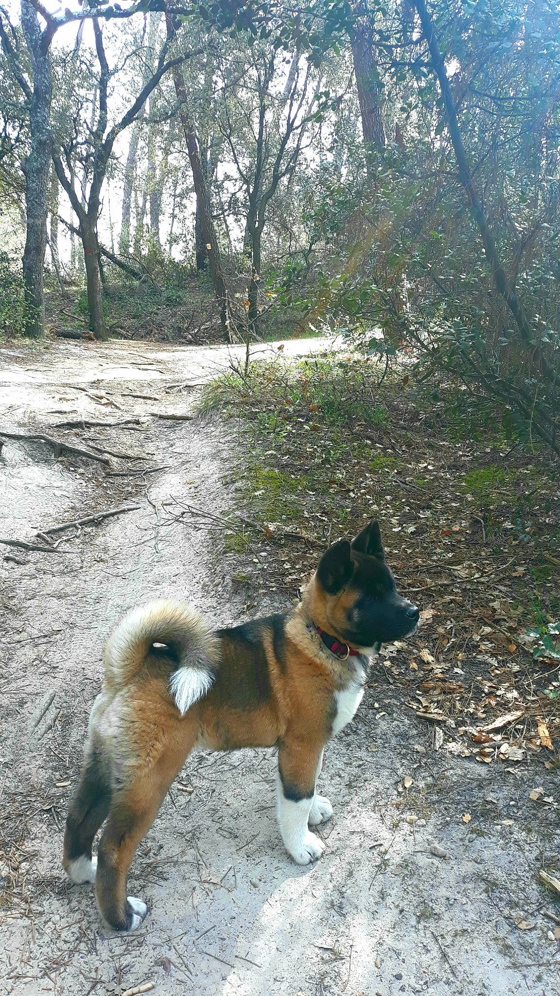 Kuma participe au concours pour gagner de l'argent avec cette photo : ancient_dog_breeds, canidae, carnivore, collar, companion_dog, dog, dog_breed, dog_hiking, fawn, forest, herding_dog, non_sporting_group, pet_supply, plant, sporting_group, tail, tree, woodland, working_animal, working_dog