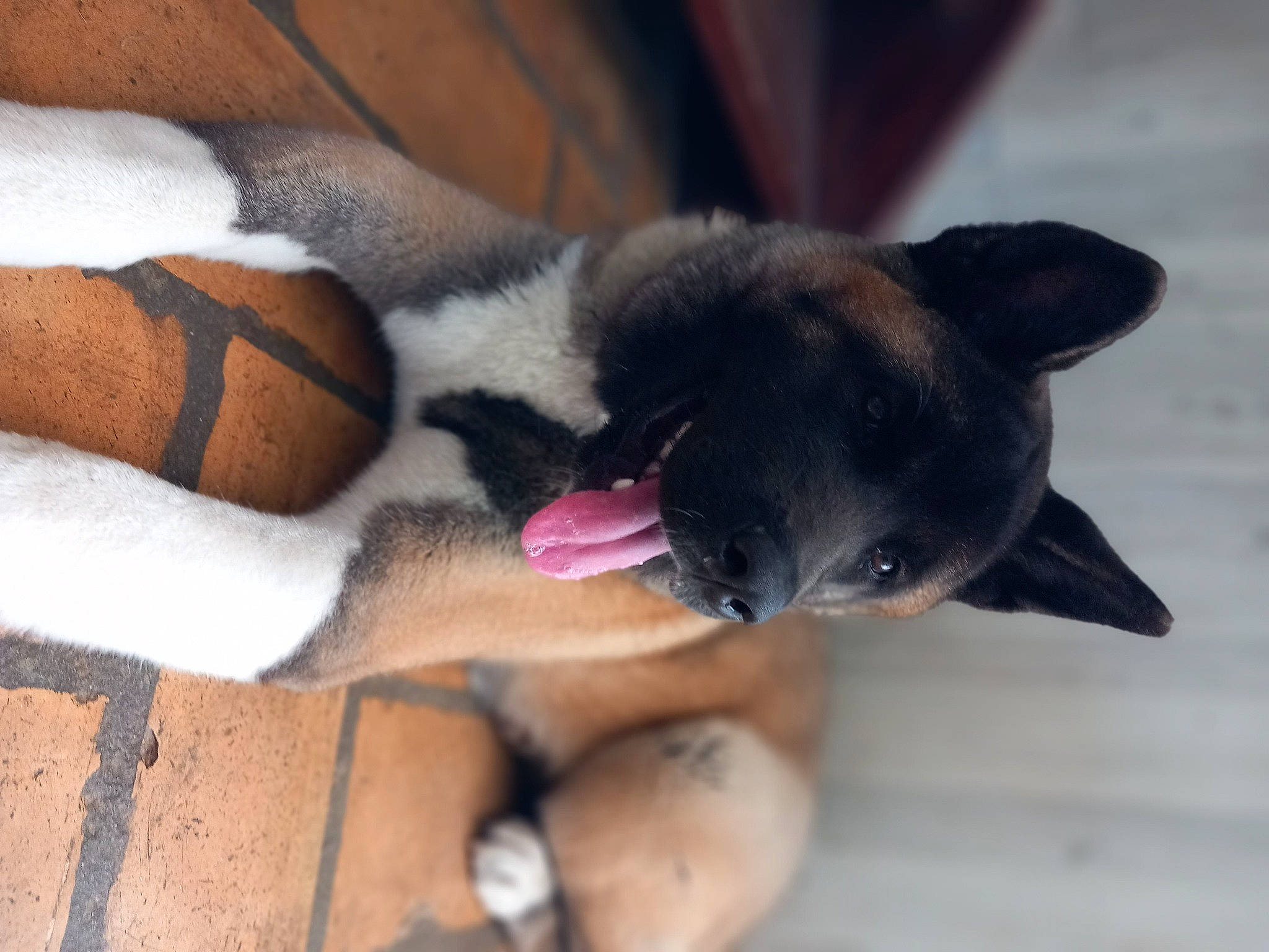 Kuma a rejoint le concours — aidez-le/la à gagner de superbes lots ! carmine, carnivore, cat, claw, comfort, companion_dog, dog, dog_breed, fawn, felidae, flooring, foot, fur, human_leg, paw, siamese, small_to_medium_sized_cats, snout, tail, whiskers