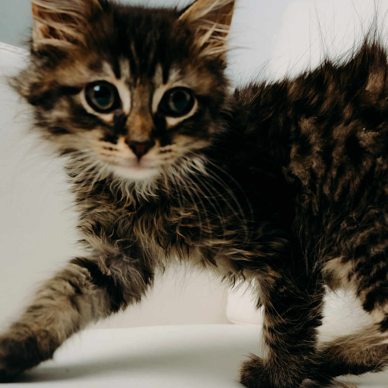 Faustus is registered to the contest to win money with this photo: animal, cat, closeup, curious, cute, ears, eyes, feline, fluffy, fur, indoor, kitten, paw, pet, portrait, tabby, walking, whiskers, white_background, young