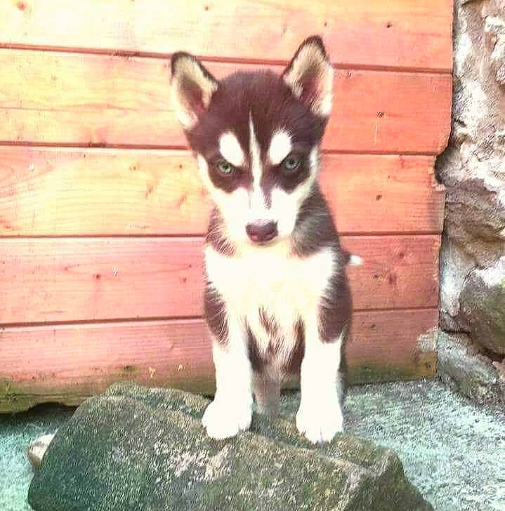Mya