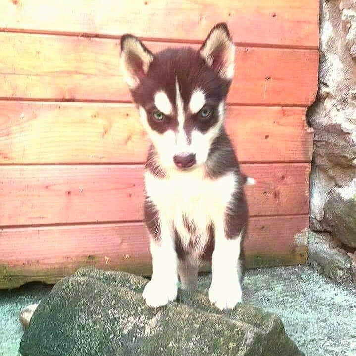 Mya
