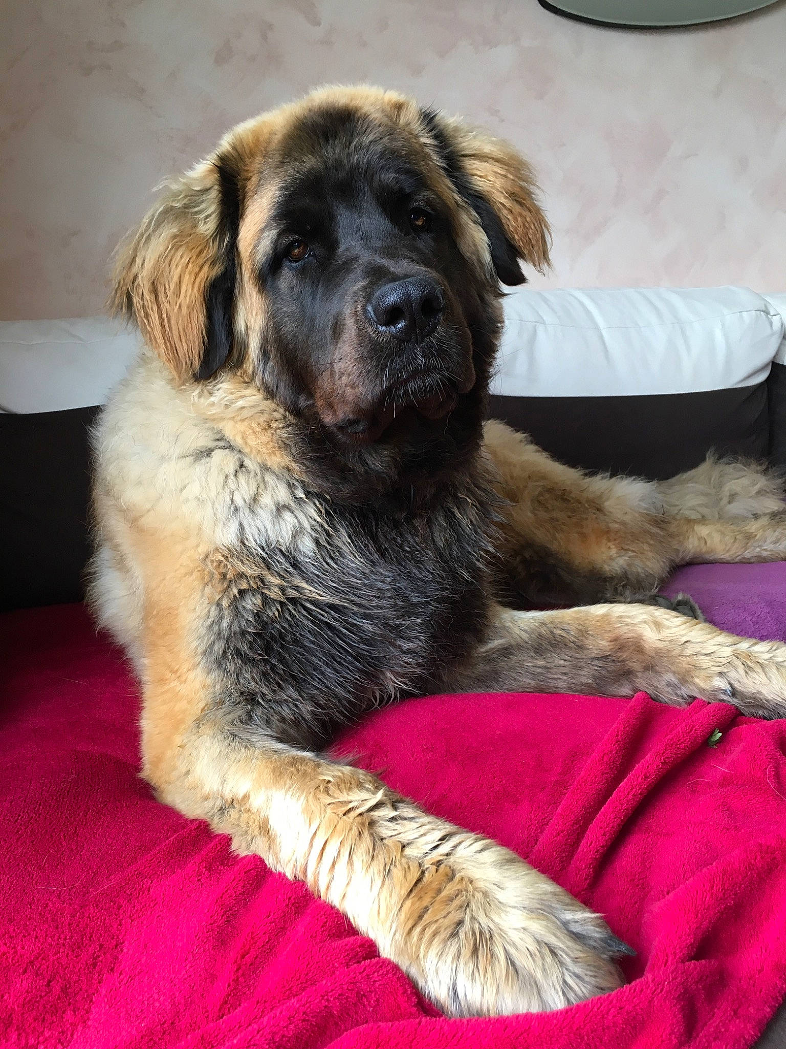 Bouly participe au concours pour gagner de l'argent avec cette photo : canidae, carnivore, caucasian_shepherd_dog, companion_dog, dog, dog_breed, estrela_mountain_dog, fawn, giant_dog_breed, leonberger, mammal, puppy, sarplaninac, sporting_group, vertebrate