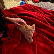 Colby Jack joined the competition — help win amazing prizes! kitten, cat, orange_cat, red_blanket, hand, petting, bed, indoor, carpet, clutter, shoes, box, furniture, cozy, animal, small_cat, resting, domestic, cute, feline