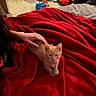 kitten, cat, orange_cat, red_blanket, hand, petting, bed, indoor, carpet, clutter, shoes, box, furniture, cozy, animal, small_cat, resting, domestic, cute, feline