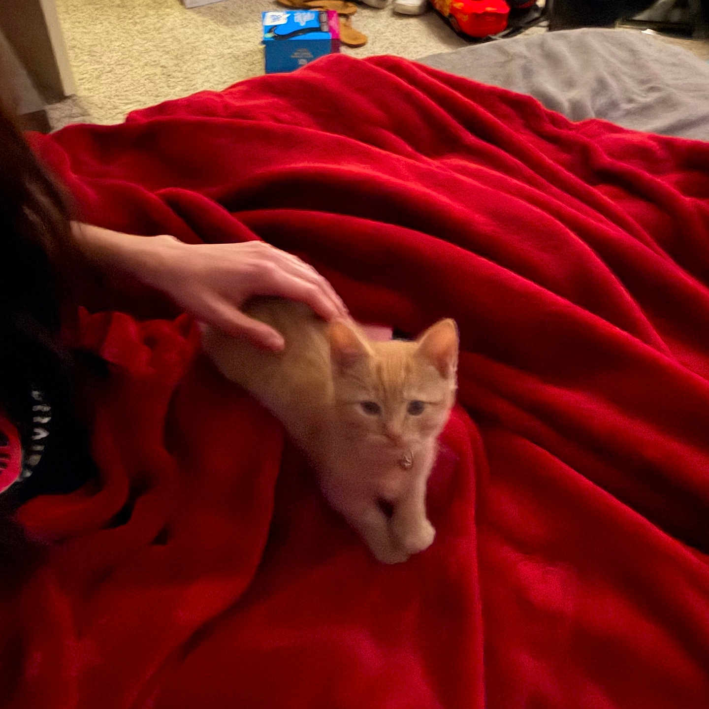 Colby Jack joined the competition — help win amazing prizes! kitten, cat, orange_cat, red_blanket, hand, petting, bed, indoor, carpet, clutter, shoes, box, furniture, cozy, animal, small_cat, resting, domestic, cute, feline