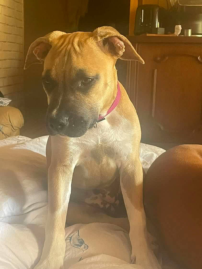 Tisha participe au concours pour gagner de l'argent avec cette photo : ancient_dog_breeds, boxer, canidae, carnivore, collar, comfort, companion_dog, dog, dog_breed, dog_collar, fawn, non_sporting_group, pet_supply, snout, sporting_group, terrestrial_animal, whiskers, working_animal, working_dog, wrinkle