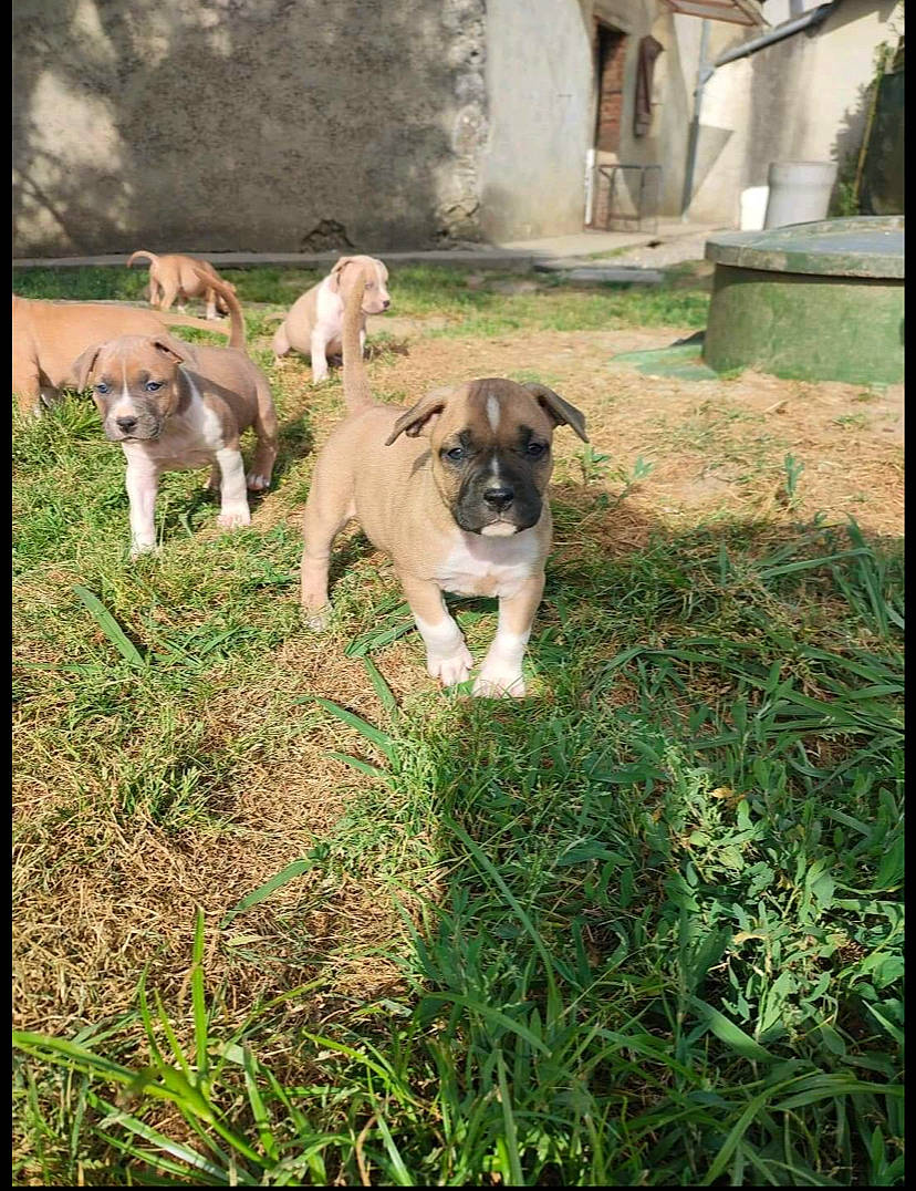 Tisha participe au concours pour gagner de l'argent avec cette photo : building, canidae, carnivore, companion_dog, dog, dog_breed, dog_collar, fawn, grass, house, molosser, plant, snout, sporting_group, tail, terrestrial_animal, tree, working_animal, working_dog, wrinkle