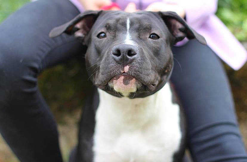 Tiana a rejoint le concours — aidez-le/la à gagner de superbes lots ! canidae, carnivore, collar, companion_dog, dog, dog_breed, dog_collar, fawn, fur, grass, non_sporting_group, photography, snout, sporting_group, terrestrial_animal, whiskers, working_animal, working_dog