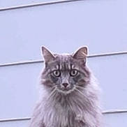 Oscar is registered to the contest to win money with this photo: cat, fence, gray_cat, fluffy, pet, animal, outdoor, wooden_fence, looking, portrait, fur, ears, whiskers, tail, domestic_cat, mammal, nature, curious, quiet, alone
