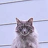 cat, fence, gray_cat, fluffy, pet, animal, outdoor, wooden_fence, looking, portrait, fur, ears, whiskers, tail, domestic_cat, mammal, nature, curious, quiet, alone