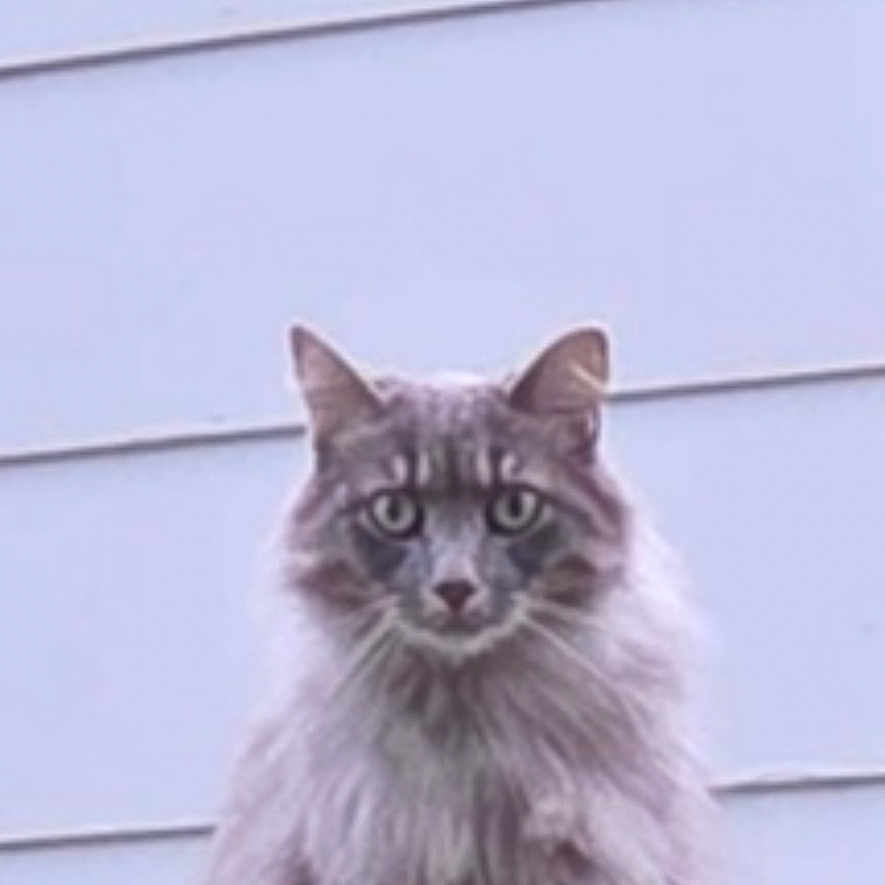 Oscar