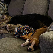 Roxy is registered to the contest to win money with this photo: animal, architecture, boxer, building, bulldog, canine, couch, cushion, dog, furniture, homedecor, hound, indoors, livingroom, person, pet, pitbull, puppy, room, sleeping