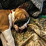 Roxy joined the competition — help win amazing prizes! animal, blanket, bodypart, boxer, bulldog, canine, couch, dog, face, frenchbulldog, furniture, head, hound, mouth, person, pet, pitbull, puppy, quilt, sleeping