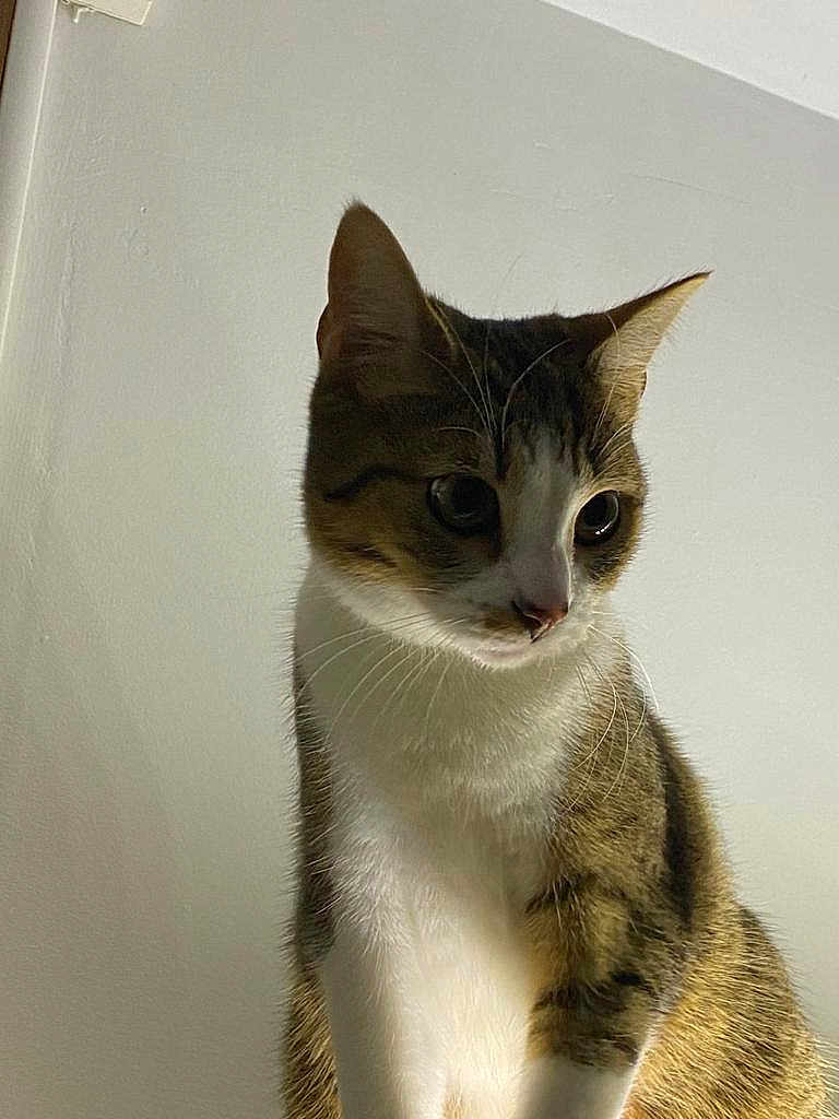 Mya