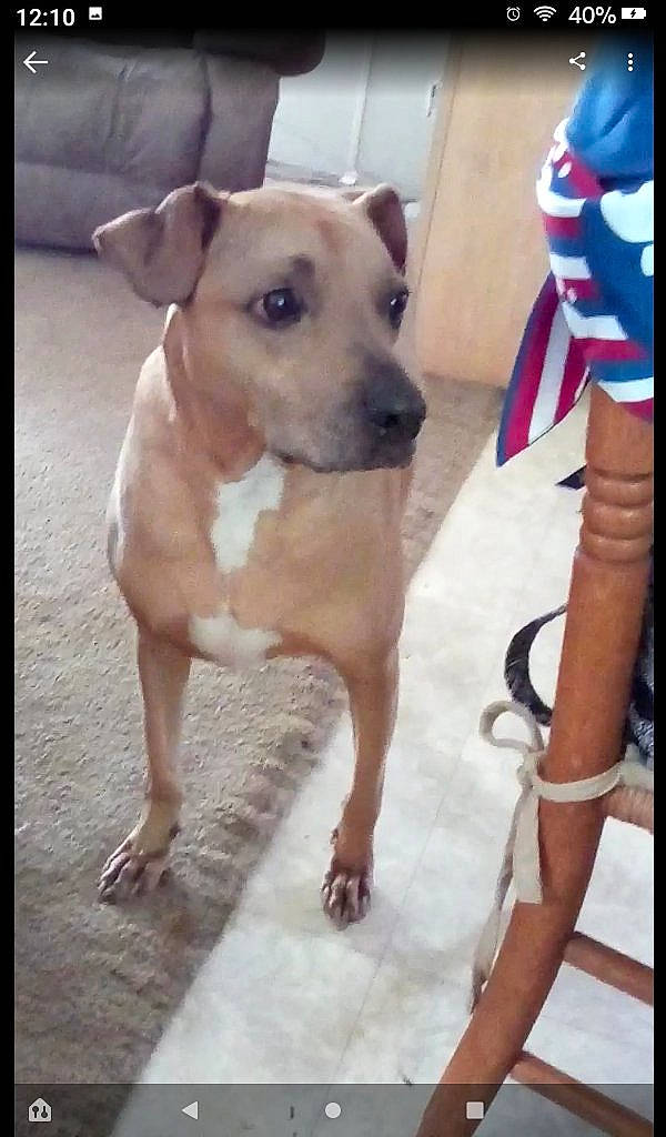 Levi is registered to the contest to win money with this photo: canidae, carnivore, collar, companion_dog, dog, dog_breed, dog_clothes, dog_collar, dog_supply, fawn, flag, flag_of_the_united_states, pet_supply, rectangle, sleeve, snout, sporting_group, toy_dog, whiskers, working_animal