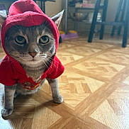 Autumn Sky is registered to the contest to win money with this photo: animal, cat, cozy_room, curious, ears, eyes, feline, floor, furniture, hoodie, indoor, looking, pet, pet_bowls, red_clothing, standing, tabby, whiskers, wooden_floor, young_cat