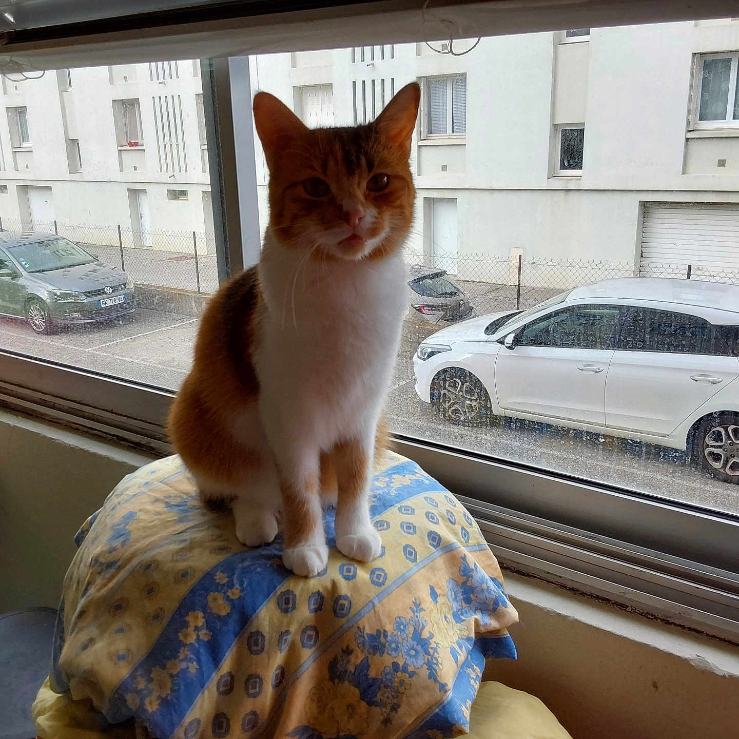 Ursulla a rejoint le concours — aidez-le/la à gagner de superbes lots ! alloywheel, animal, car, carwheel, cat, city, coupe, homedecor, machine, pet, sedan, spoke, sportscar, suv, tire, transportation, vehicle, wheel, window, windowsill